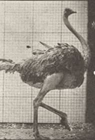 Ostrich Walking (1887)